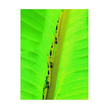 Trademark Fine Art Dana Brett Munich 'Following The Leader' Canvas Art, 24x32 ALI46648-C2432GG
